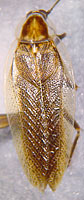 Ectobius lucidus Weibchen