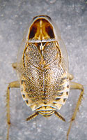 Ectobius lucidus