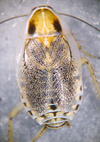 Ectobius lucidus Weibchen