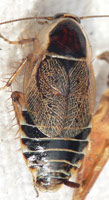 Ectobius silvestris, W