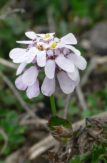 Iberis linifolia ssp. violletii