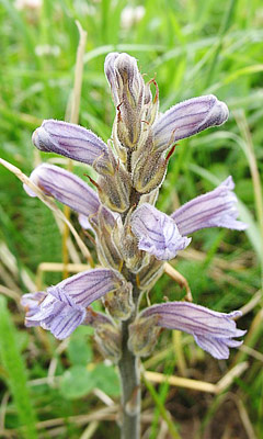 Orobanche purpurea
