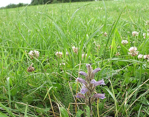 Orobanche purpurea