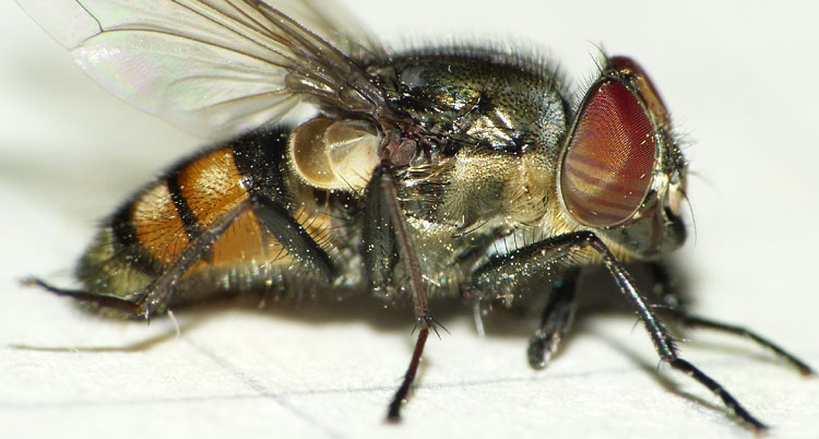 Männchen der Fliege Stomorhina lunata bei Reimsbach